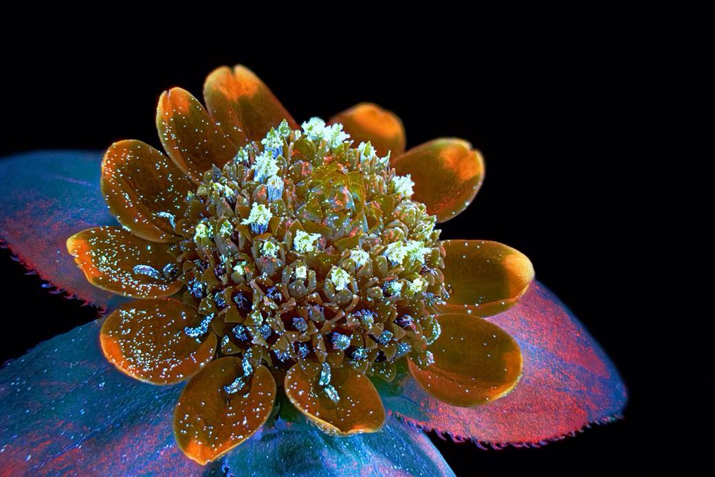 Photo of a butter daisy flower by Oleksandr Holovachov of Ekuddsvagen, Sweden (7th place in competition).