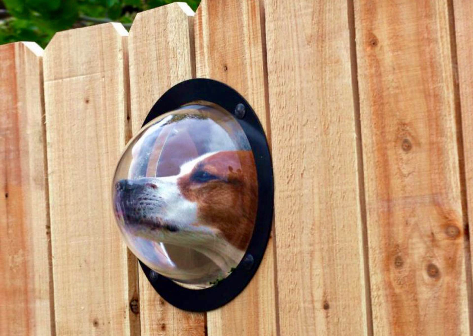 petpeek-fence-window-for-pets