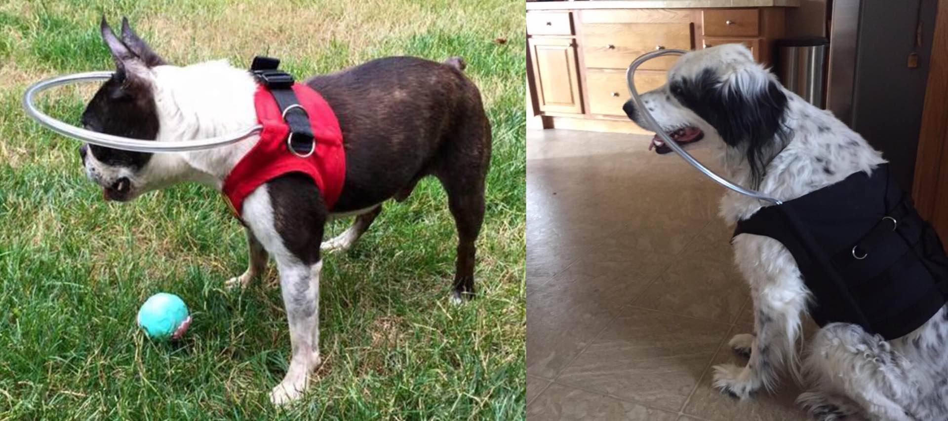 The Halo Vest for Blind Dogs — Tools and Toys