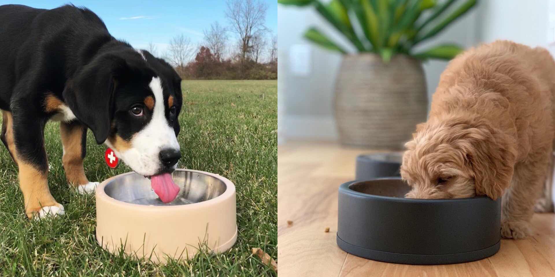 Wild one sale dog bowl