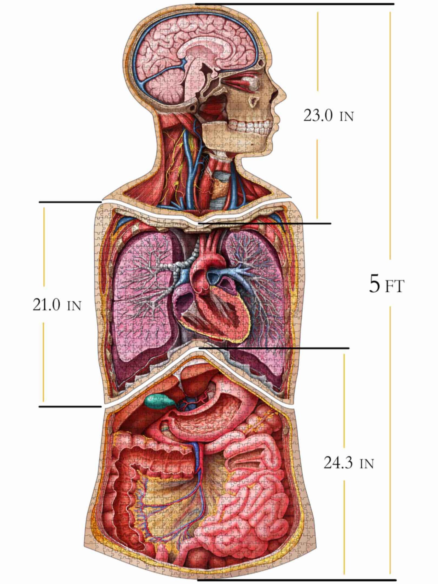 dr-livingstons-human-anatomy-jigsaw-puzzles-combined
