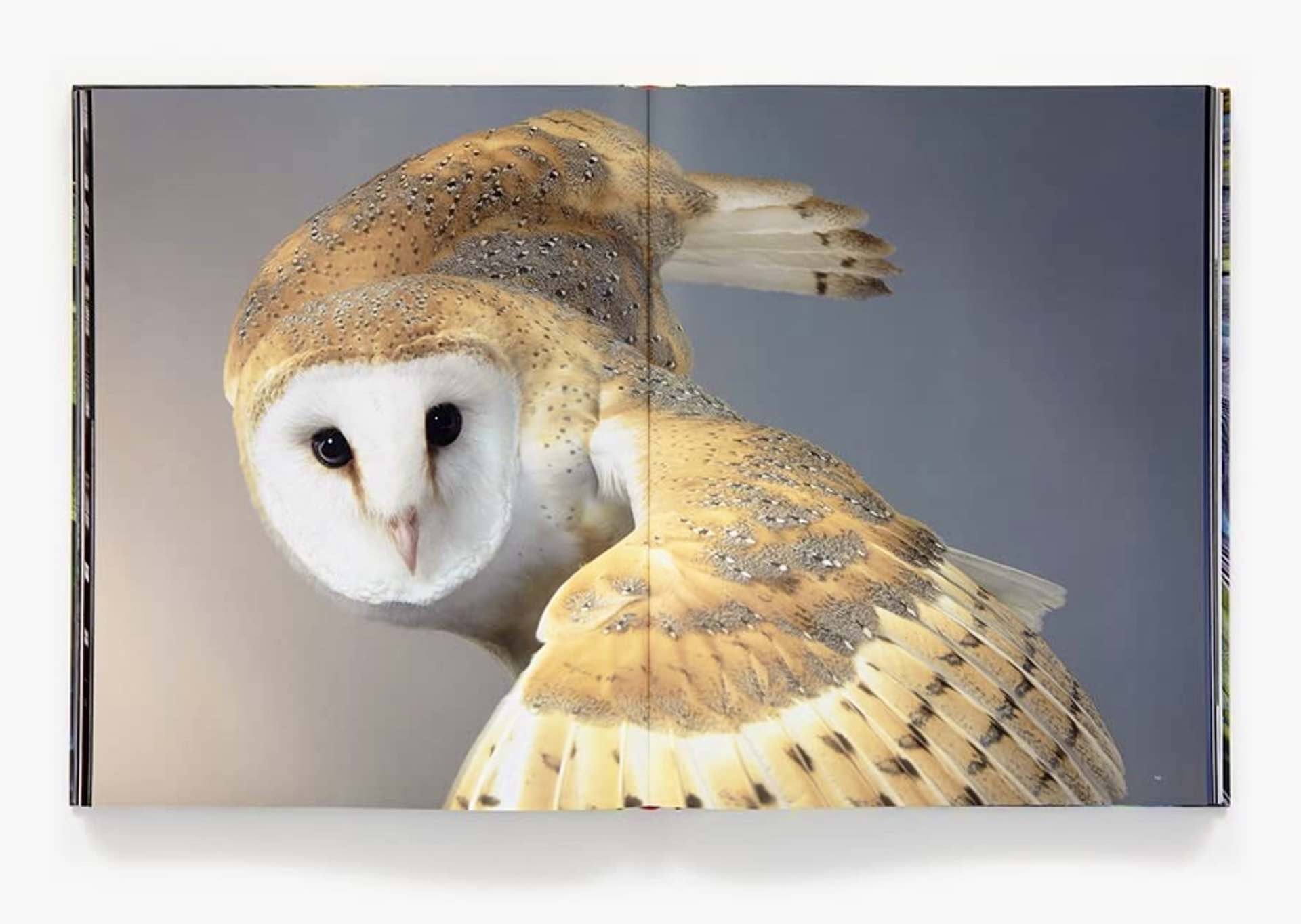 birds-coffee-table-book-by-tim-flach-owl