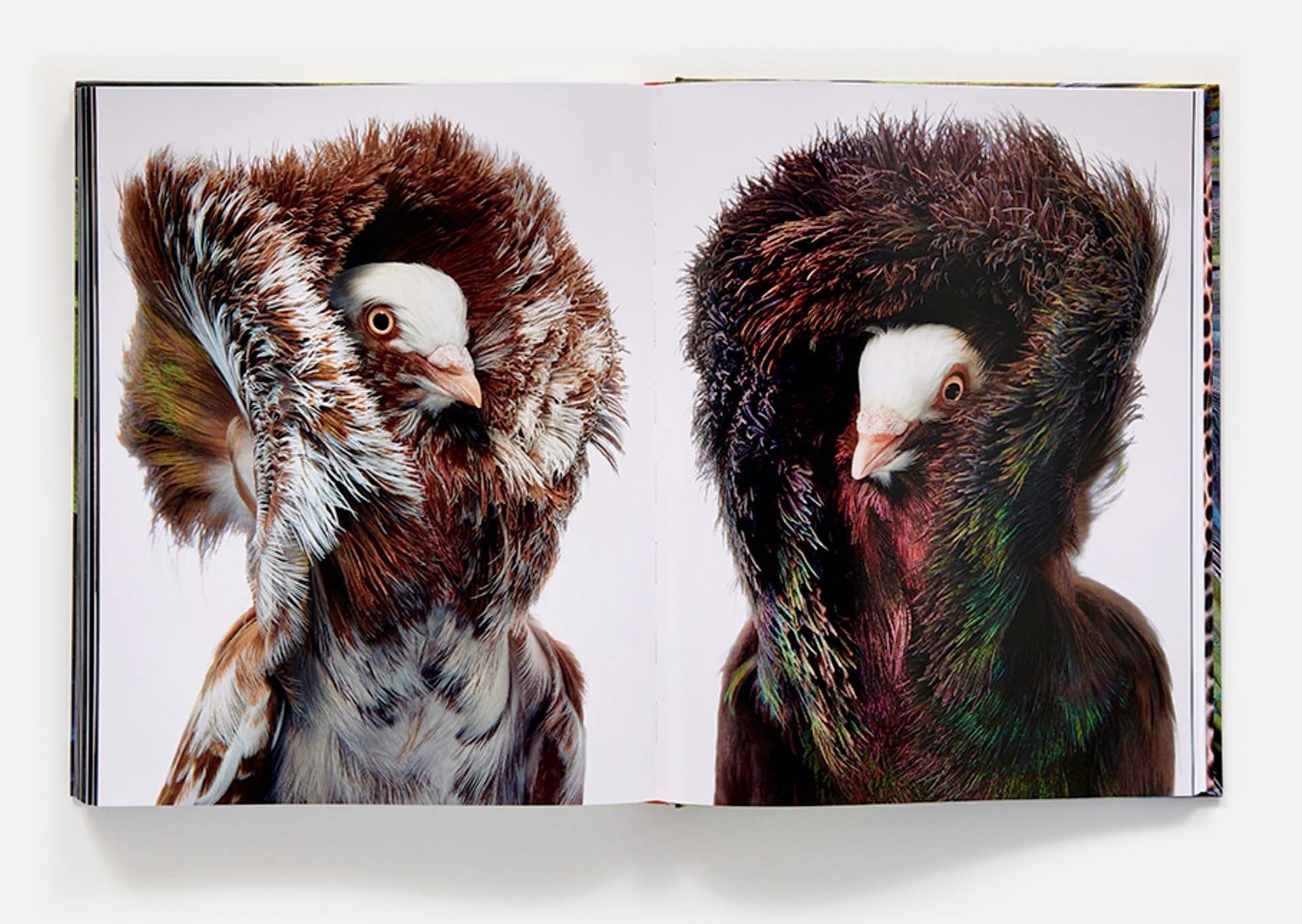 birds-coffee-table-book-by-tim-flach-coats
