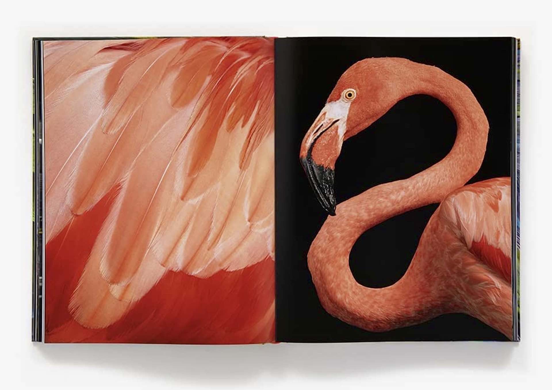 birds-coffee-table-book-by-tim-flach-flamingo