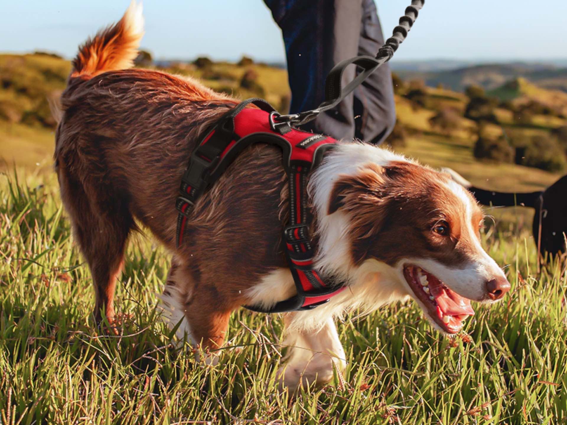 Adjustable dog outlet harness