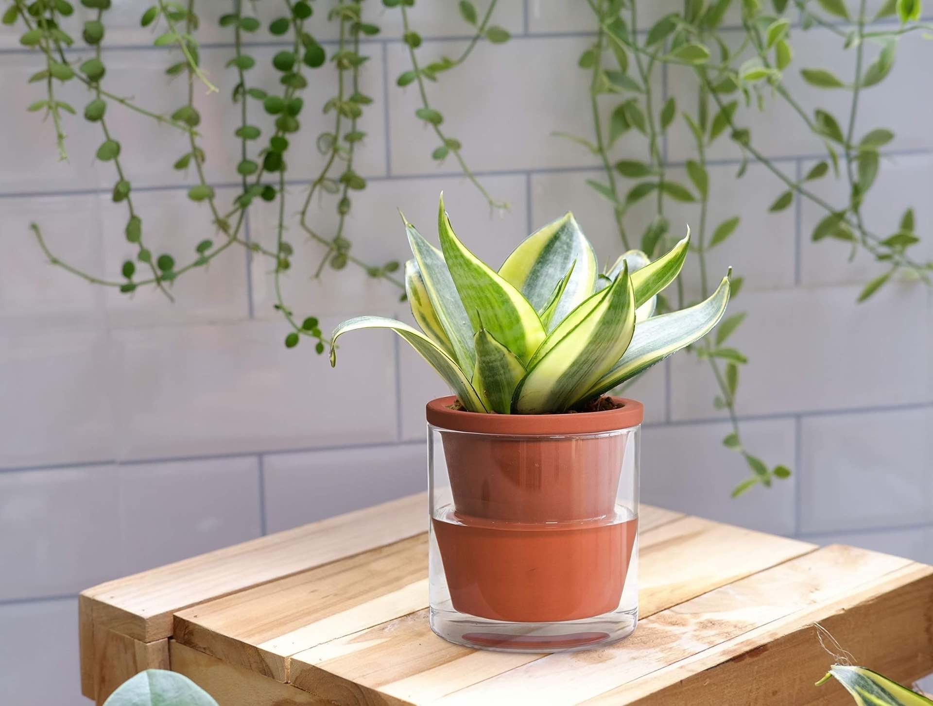 dvine-dev-self-watering-terracotta-indoor-plant-pots-3